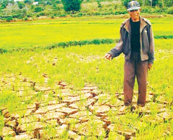 A farmer points to his drought-hit rice field in Mang Yang District of Giai Lai Province (Photo: SGGP) A farmer points to his drought-hit rice field in Mang Yang District of Giai Lai Province (Photo: SGGP)